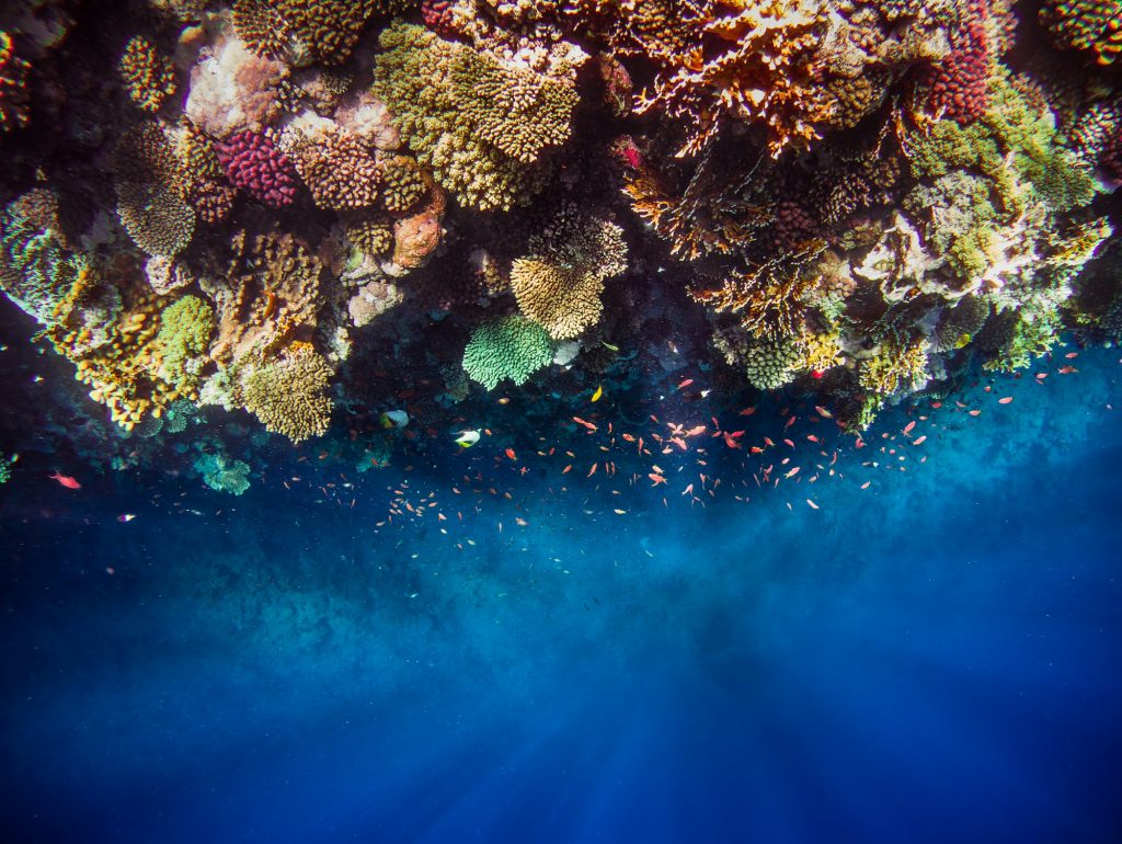 Underwater view of the coral reef sea world landscape. Top view into a deep.